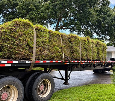 Tree Trimming