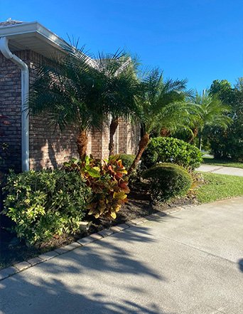 Tree & Palm Trimming