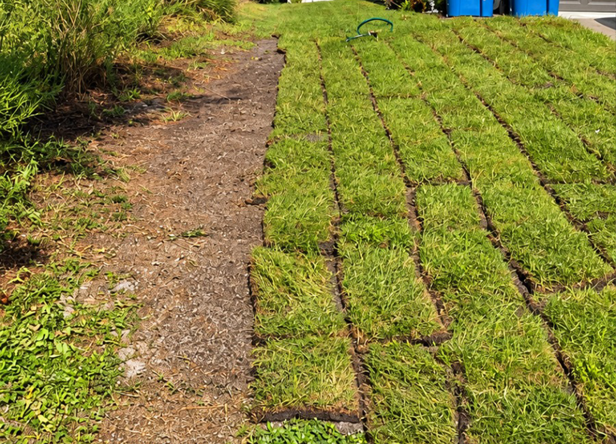 Grading and Sod Installation