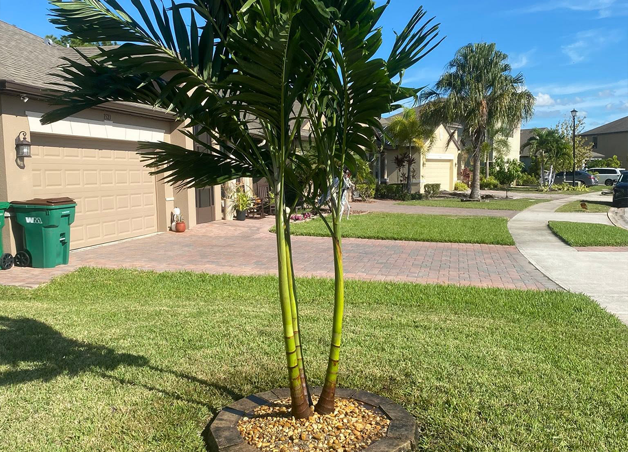Tree & Palm Trimming